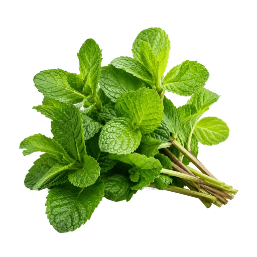 Menthe fraîche