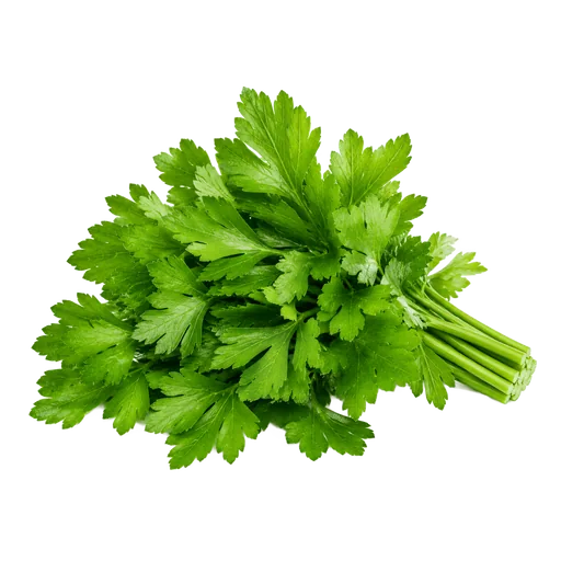 Persil plat (pour la déco)