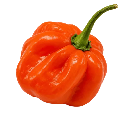 Piment Scotch Bonnet