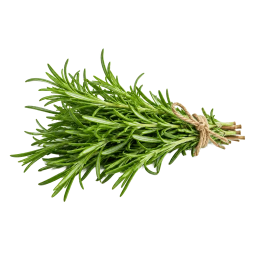 Romarin frais
